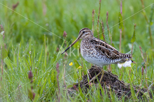 Watersnip (Gallinago gallinago)