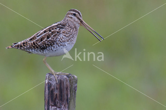 Common Snipe (Gallinago gallinago)