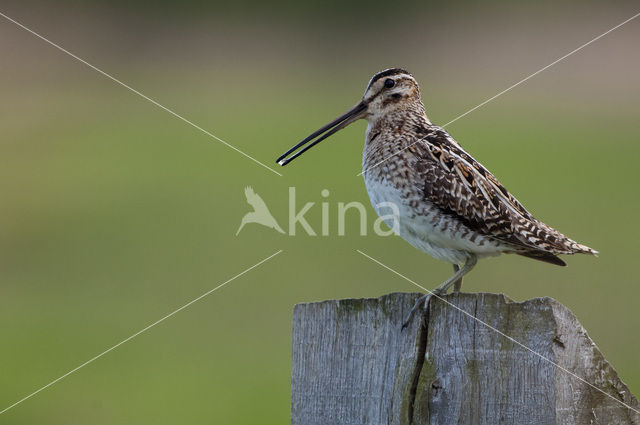 Common Snipe (Gallinago gallinago)