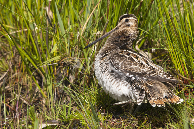 Watersnip (Gallinago gallinago)