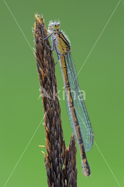 Common Blue Damselfly (Enallagma cyathigerum)