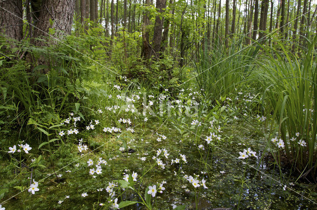 Waterviolet (Hottonia palustris)