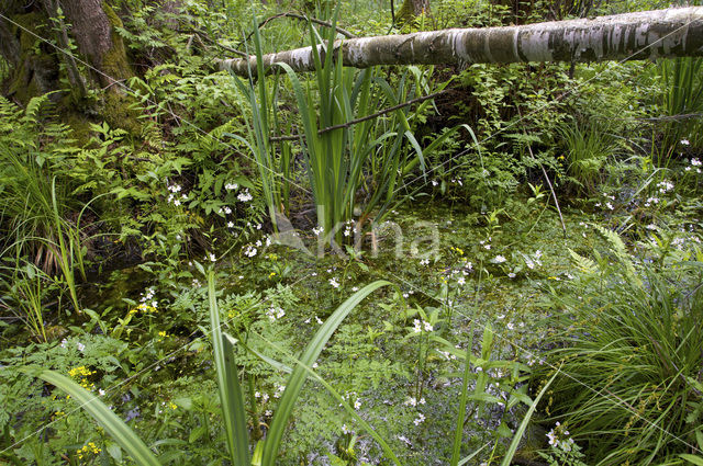 Waterviolet (Hottonia palustris)