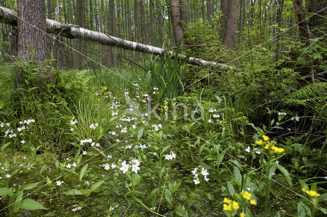 Waterviolet (Hottonia palustris)