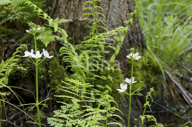 Waterviolet (Hottonia palustris)