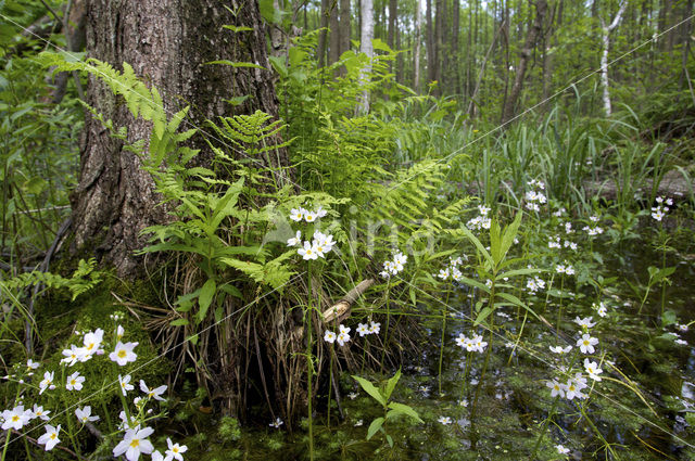 Waterviolet (Hottonia palustris)