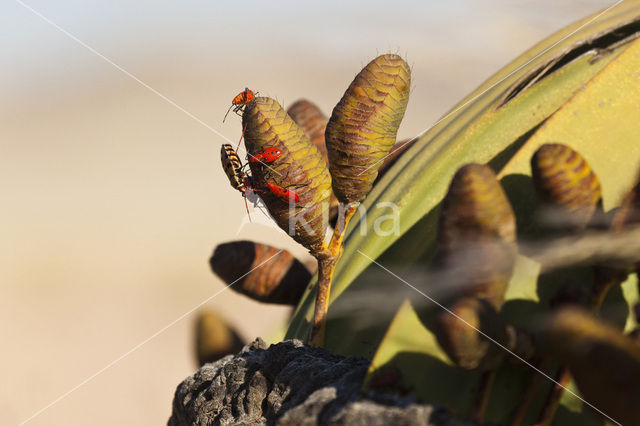 Welwitschia wants (Probergrothius sexpunctatis)