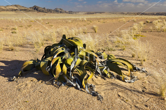 Welwitschia (Welwitschia mirabilis)