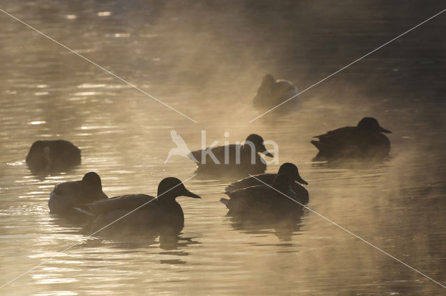 Mallard