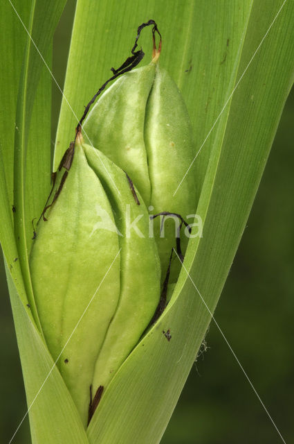 Meadow Saffron (Colchicum autumnale)