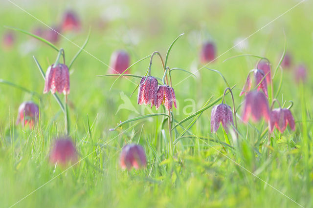 Wilde kievitsbloem (Fritillaria meleagris)