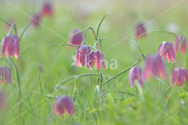 Wilde kievitsbloem (Fritillaria meleagris)