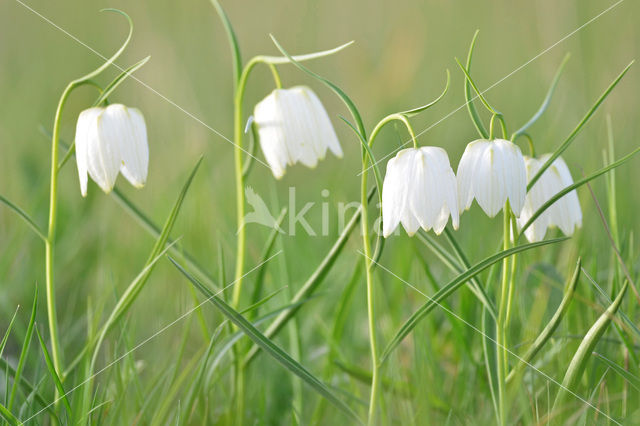 Wilde kievitsbloem (Fritillaria meleagris)