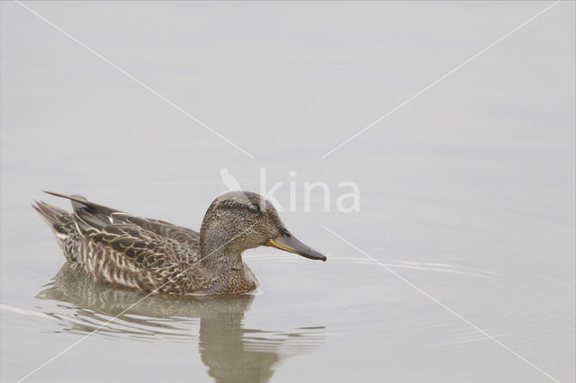 Wintertaling (Anas crecca)