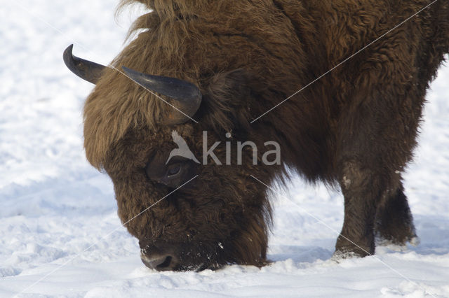 European Bison