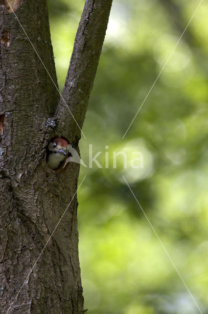 White-backed Woodpecker (Dendrocopos leucotos)