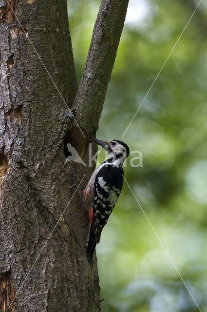 White-backed Woodpecker (Dendrocopos leucotos)