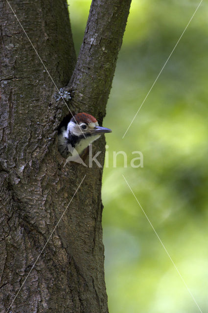 White-backed Woodpecker (Dendrocopos leucotos)