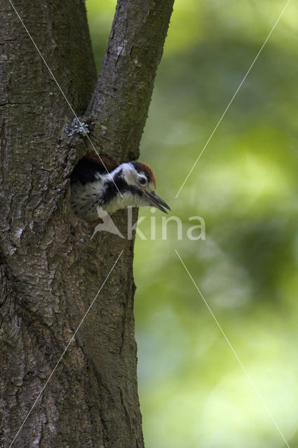 White-backed Woodpecker (Dendrocopos leucotos)