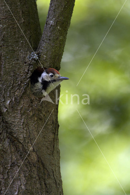 White-backed Woodpecker (Dendrocopos leucotos)