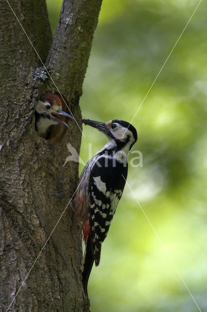 White-backed Woodpecker (Dendrocopos leucotos)