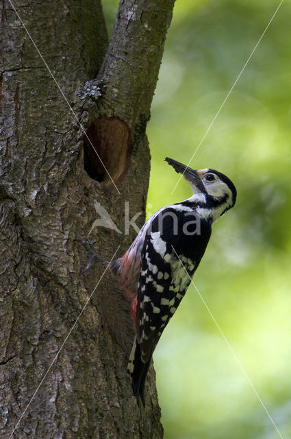 White-backed Woodpecker (Dendrocopos leucotos)