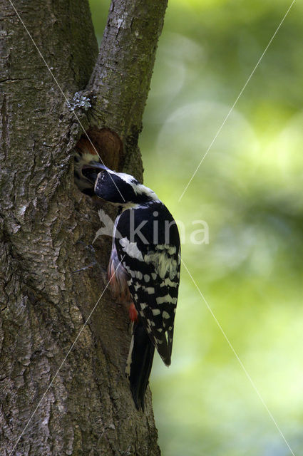 White-backed Woodpecker (Dendrocopos leucotos)