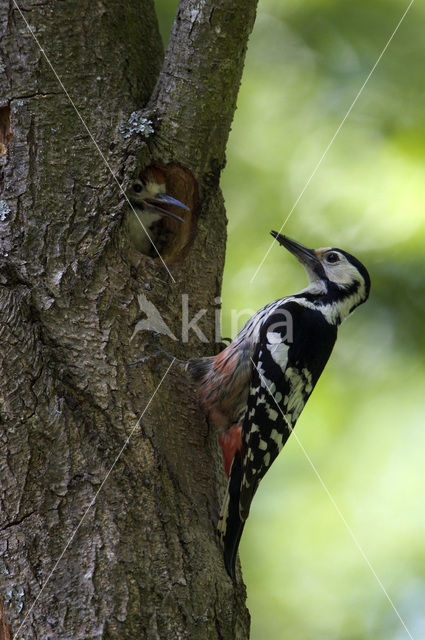 White-backed Woodpecker (Dendrocopos leucotos)