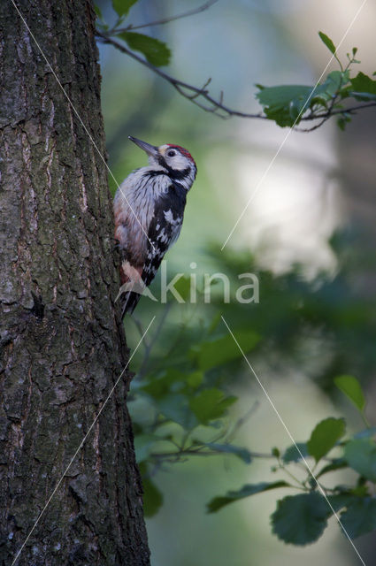 White-backed Woodpecker (Dendrocopos leucotos)