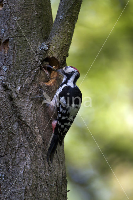 White-backed Woodpecker (Dendrocopos leucotos)