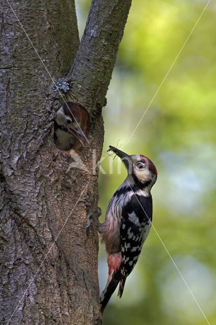 White-backed Woodpecker (Dendrocopos leucotos)