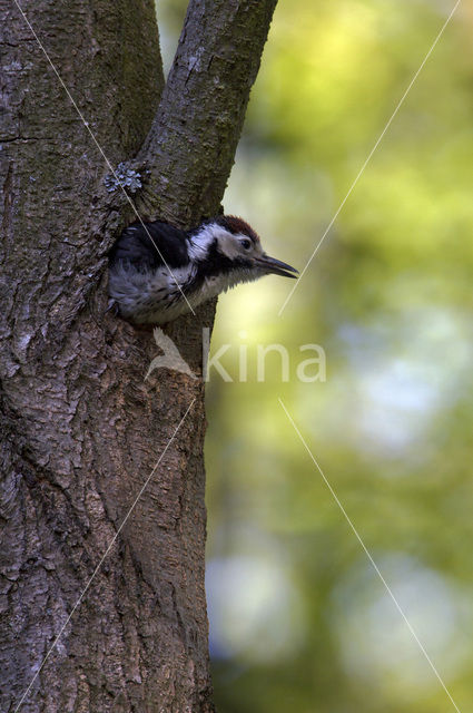 White-backed Woodpecker (Dendrocopos leucotos)