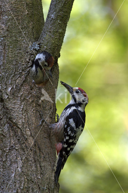 White-backed Woodpecker (Dendrocopos leucotos)