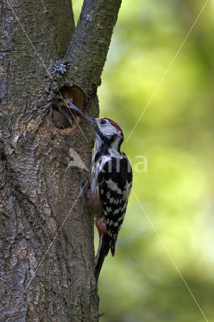 White-backed Woodpecker (Dendrocopos leucotos)