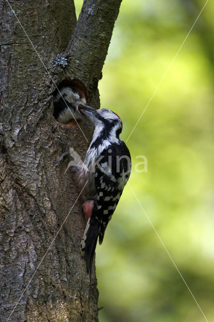 White-backed Woodpecker (Dendrocopos leucotos)