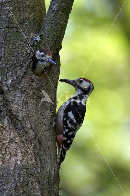 White-backed Woodpecker (Dendrocopos leucotos)