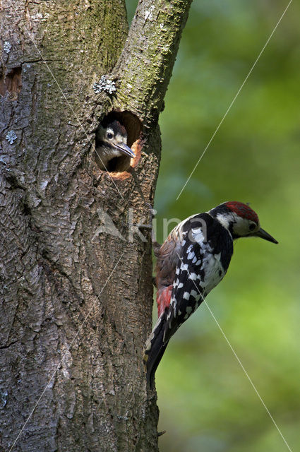 White-backed Woodpecker (Dendrocopos leucotos)