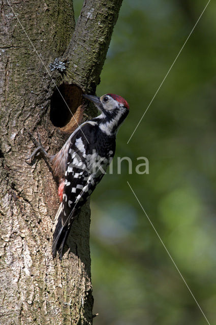 Witrugspecht (Dendrocopos leucotos)