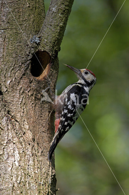 White-backed Woodpecker (Dendrocopos leucotos)