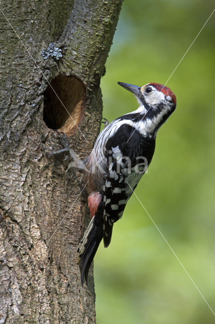 White-backed Woodpecker (Dendrocopos leucotos)