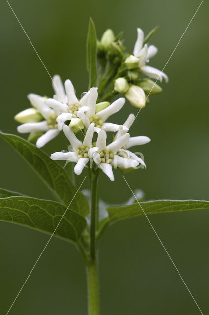 Witte engbloem (Vincetoxicum hirundinaria)