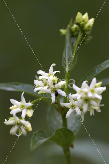 Common Vincetoxicum (Vincetoxicum hirundinaria)