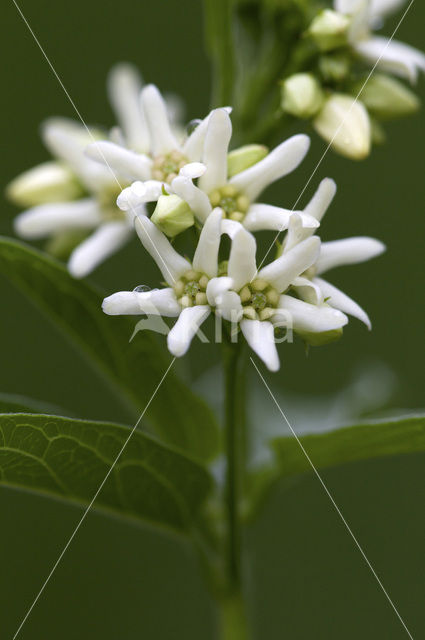 Witte engbloem (Vincetoxicum hirundinaria)