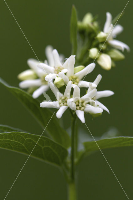 Witte engbloem (Vincetoxicum hirundinaria)