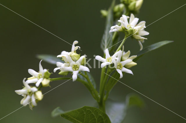 Witte engbloem (Vincetoxicum hirundinaria)