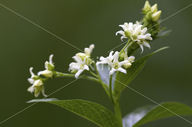 Witte engbloem (Vincetoxicum hirundinaria)