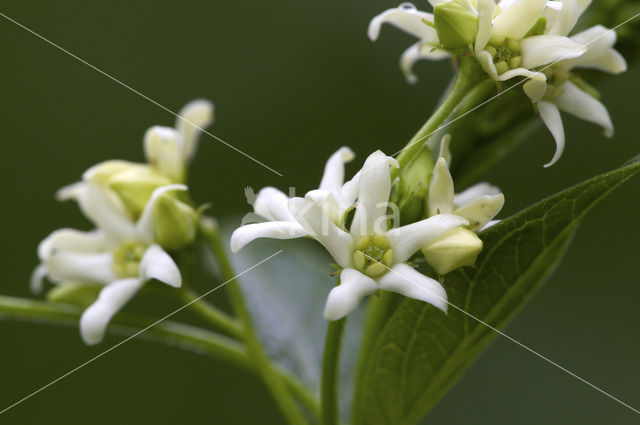 Witte engbloem (Vincetoxicum hirundinaria)