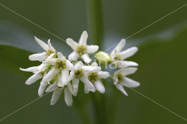 Witte engbloem (Vincetoxicum hirundinaria)