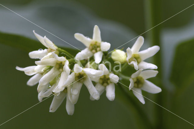 Witte engbloem (Vincetoxicum hirundinaria)