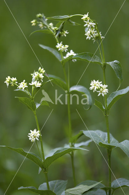 Witte engbloem (Vincetoxicum hirundinaria)